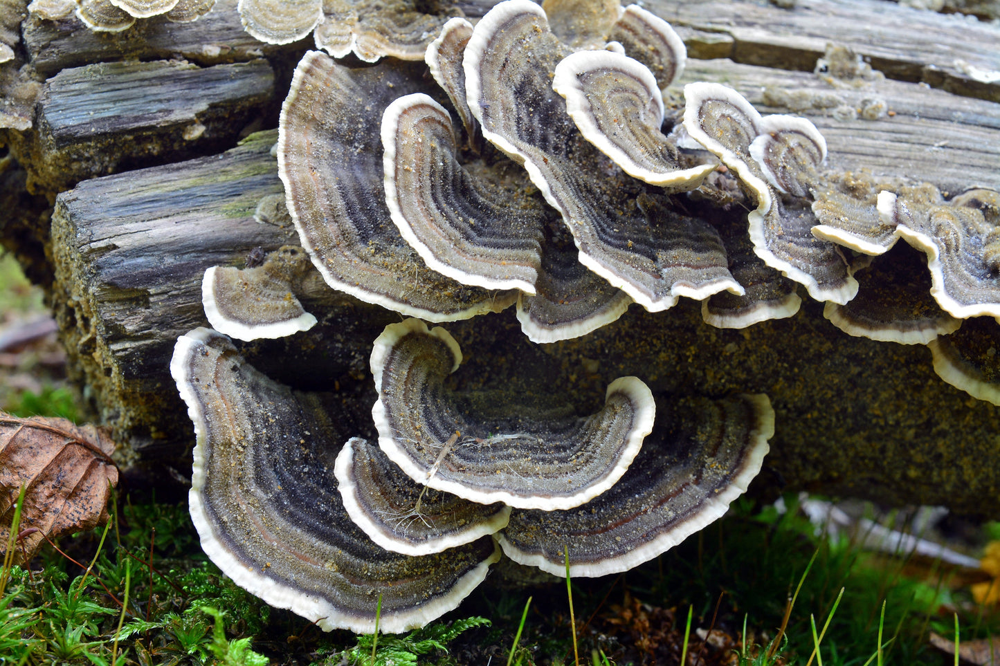 פטריית זנב התרנגול (Trametes versicolor) : הפוליסכרידים שמובילים את המהפכה בטיפול המשלים בסרטן